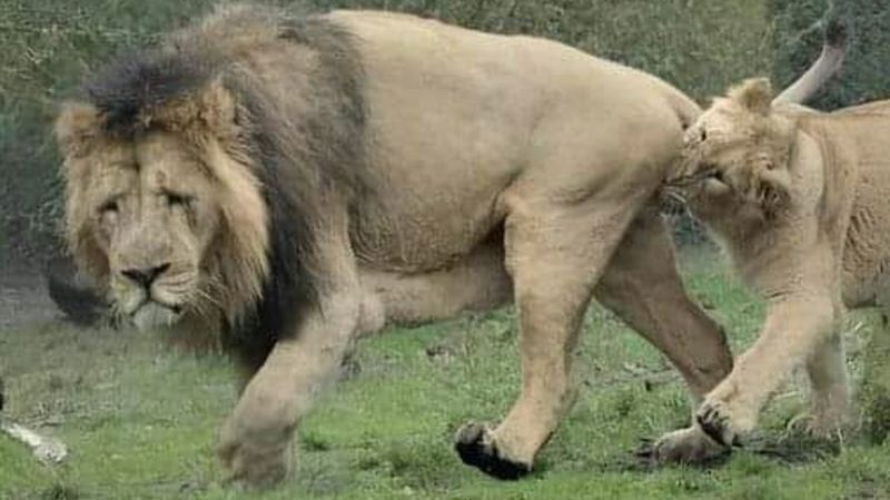 He won’t do that again! Lion loses a TESTICLE after lionesses attack him for trying to steal their food