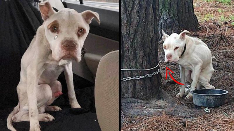 Heartbreaking Tale of Dog Left Alone and Neglected for Years Comes to Light