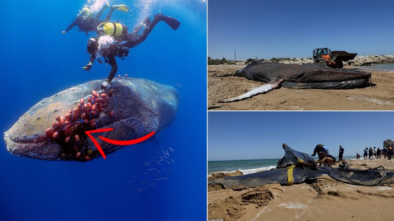 Huge 46-foot, 30-tonne humpback whale that was cut free from illegal fishing net off Majorca dies after beaching a week later on another beach 190 miles away