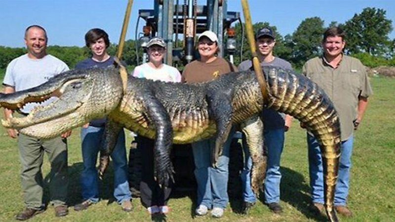 Hunters Break Mississippi Alligator Record Three Times in a Single Week