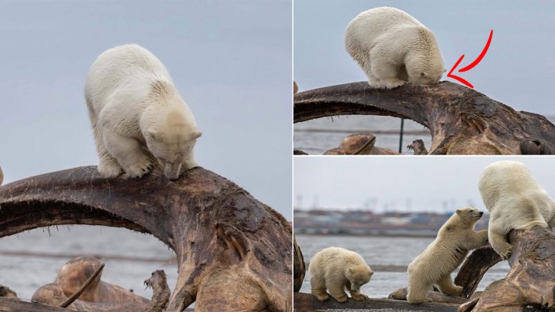 Polar Bear at the North Pole Father Faces a Bitter Ending Due to Greed