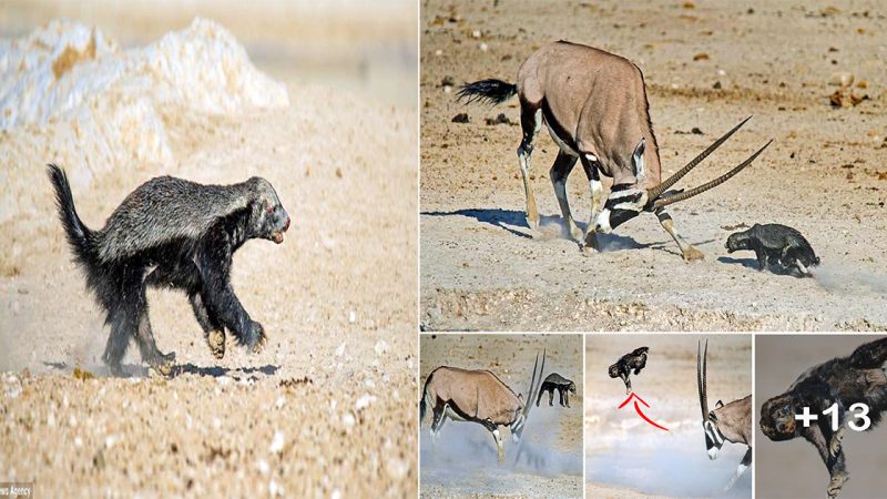 Butt out! Antelope smashes honey badger through the air after the aggressive animal kept attacking it in South Africa