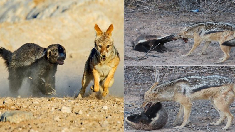 Don’t Mess with a Honey Badger! Smaller Animal Ends Up on Top as It Fights off Jackal That Tries to Steal Its Food