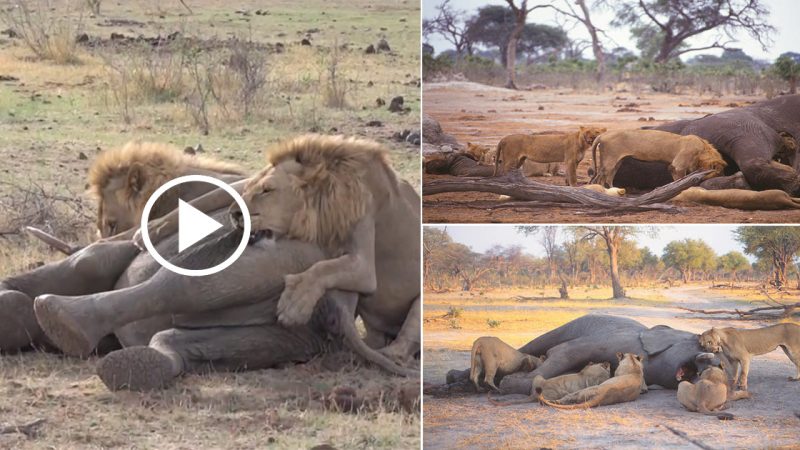 Rare Scene: Lions Attack Elephants and the Lions Win