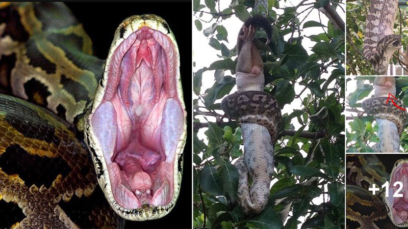 People are scared when they see pythons devouring prey at the bedroom door