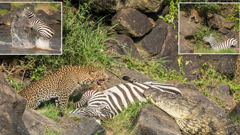 Crocodile almost catches a Zebra, then loses it again to a lurking Leopard in the bushes