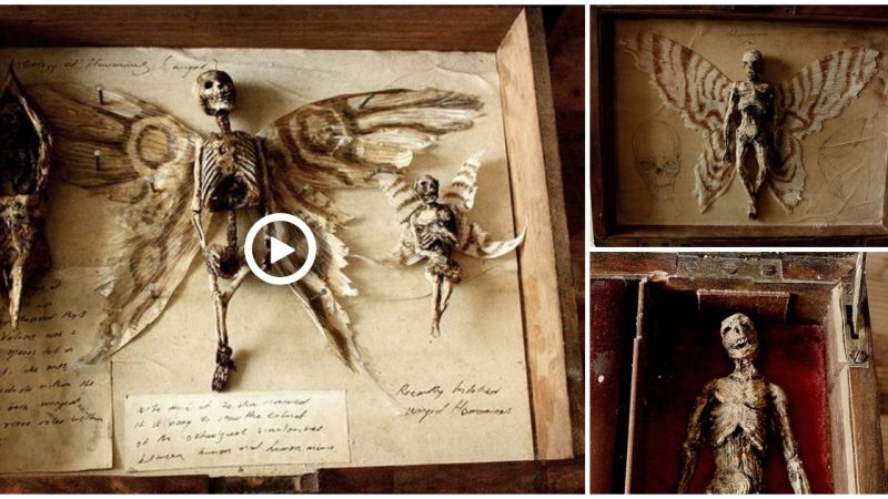 Tiny winged ‘angel skeleton’ discovered in London basement, archaeologists are explaining this