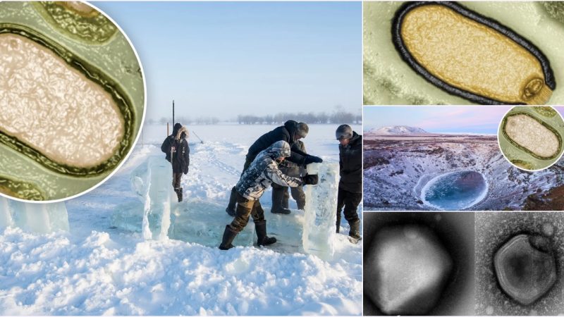 Revival of ‘Zombie Virus’ after 48,500 Years in Permafrost