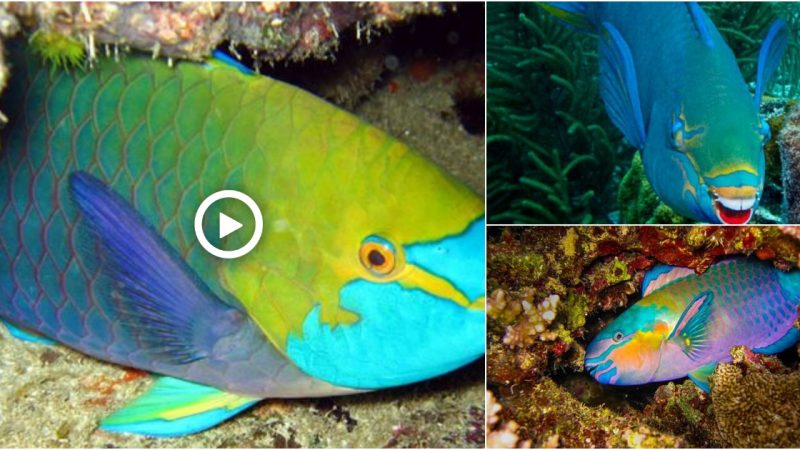 The most colorful catfish found in Cali, America