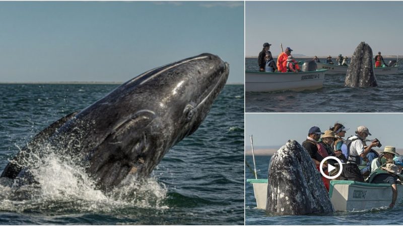 Hilarious Encounter: Sneaky Whale Surprises Sightseers From Behind as They Look the Other Way