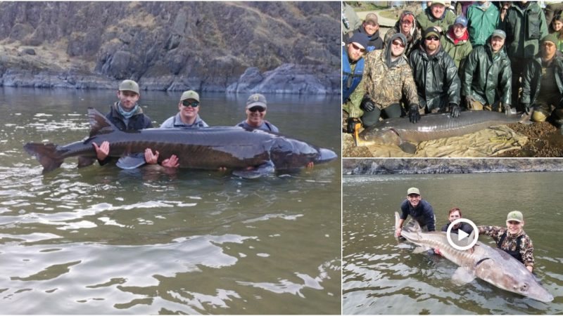 125-Year-Old Lake Sturgeon: The Largest Fish Caught in the U.S. and the Oldest Freshwater Fish Ever Recorded Worldwide