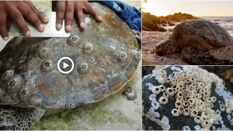 Dedicated Man Devotes Himself to Rescuing Local Sea Turtles from Their Plight