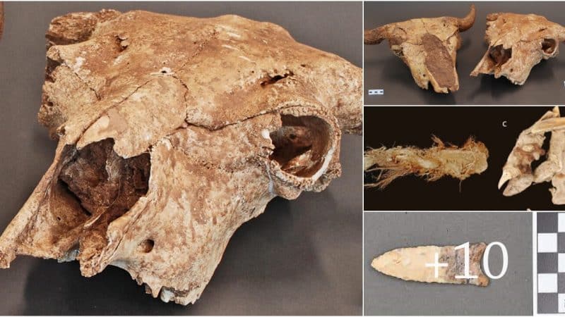 The Significance of Bison Digesta in the Diets of Prehistoric Hunter-Gatherers: A Study by the University of Michigan