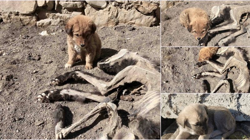 The dog sat with tears in his eyes beside his mother for many days. The dog can’t believe its mother is gone forever.