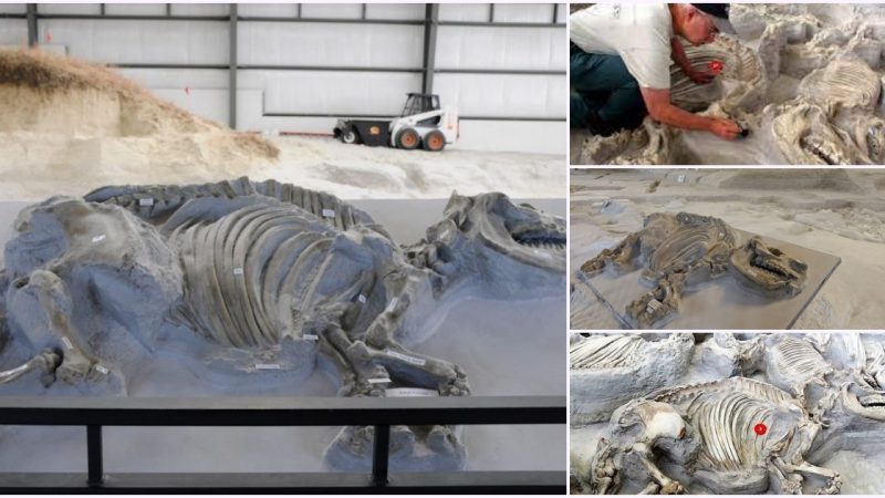 Hundreds of Well Preserved Prehistoric Animals have been Found in an Ancient Volcanic Ashbed in Nebraska