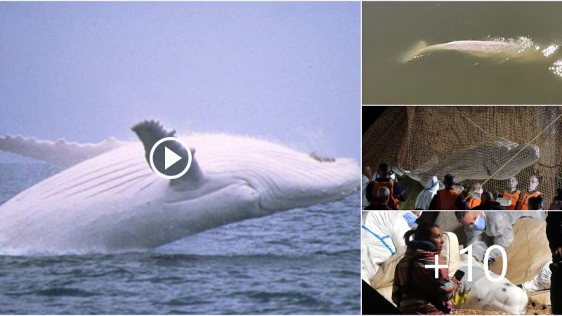 Extraordinary Rescue: France Saves 800kg White Whale Stranded in the Seine River