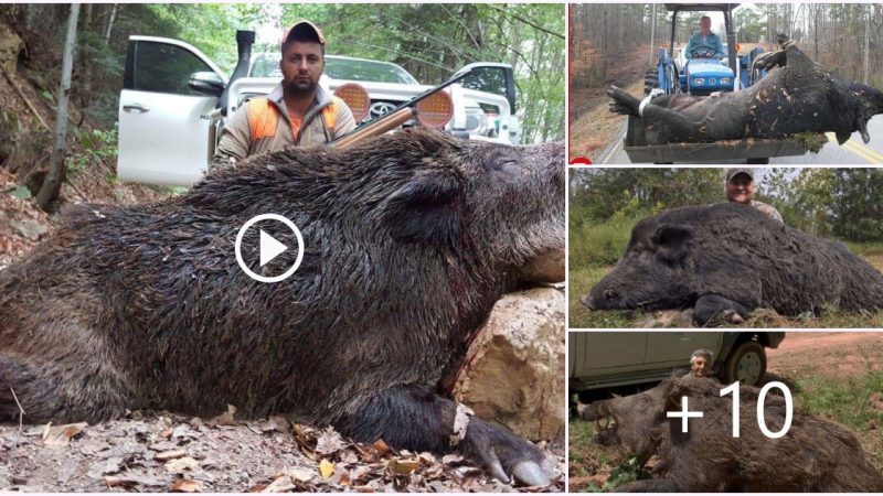 A Hunter’s Astonishing Footage Reveals Enormous 500-Pound Wild Boar Roaming Free (Video).