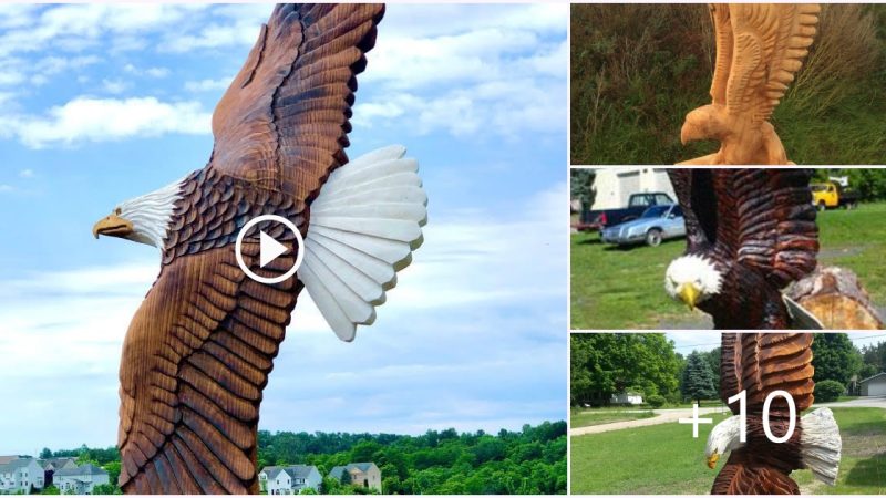 Soaring eagle !! Looking for food . Chainsaw carving wood sculpture