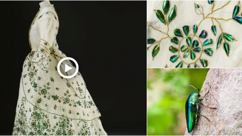 Victorian Beetle Wings. Dress, 1868 The wings would have glittered in candlelight, achieving a sought-after iridescent and jewel-like effect