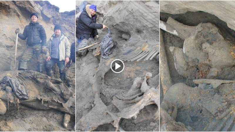 Young boy discovers incredible 30,000-year-old mammoth carcass, unveiling a piece of history.