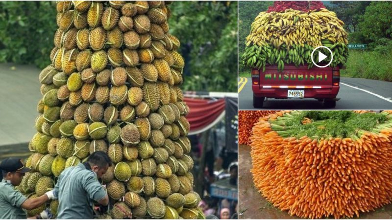 Harvest Delight! Enchanting Image of Ripe Fruits During the Bountiful Season.