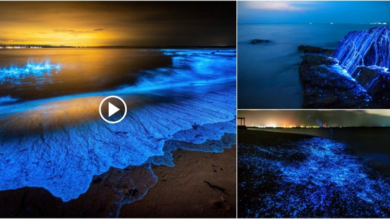 Mystical Beaches of the World: A Fascinating Look at Glowing Beaches and their Bioluminescent Beauty.