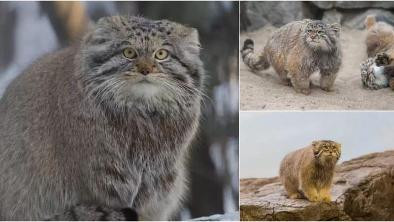 Unraveling the Mystery of the Elusive Feline Resident of the World’s Highest Peak.