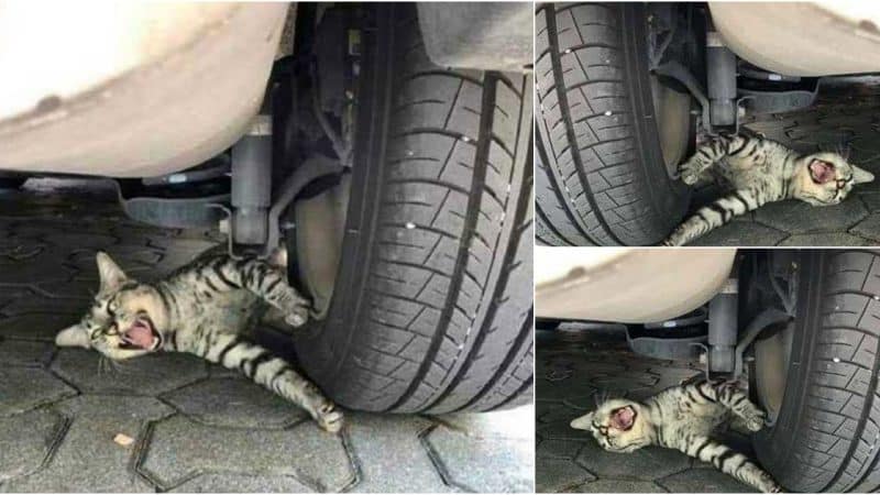 The Cat Is Caught Under The Wheel And Crying Miserably.