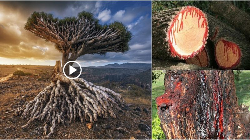 “The Significance of Dragon’s Blood Tree on Socotra Island: A Tale of Brothers and Folk Beliefs”