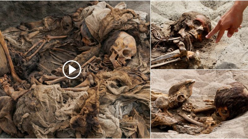 “Unveiling a Disturbing Archaeological Discovery: Ritual Sacrifices of 269 Children and 466 Llamas in Ancient Graves”