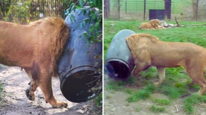 Who turned out the lights? Panicked lion gets its head stuck in food barrel… then attempts to set itself free by running in circles