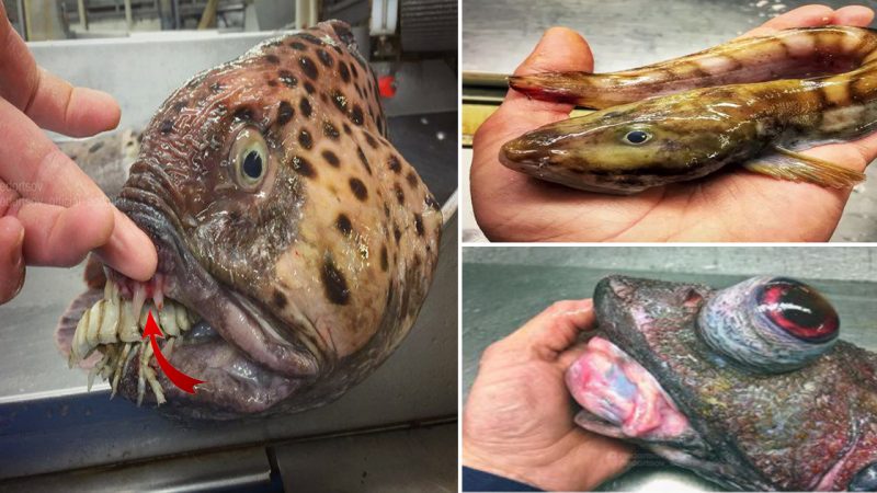 Astonishing Fish with eуe-Catching Stripes and Fascinating Patterns Surprises the World (Video)