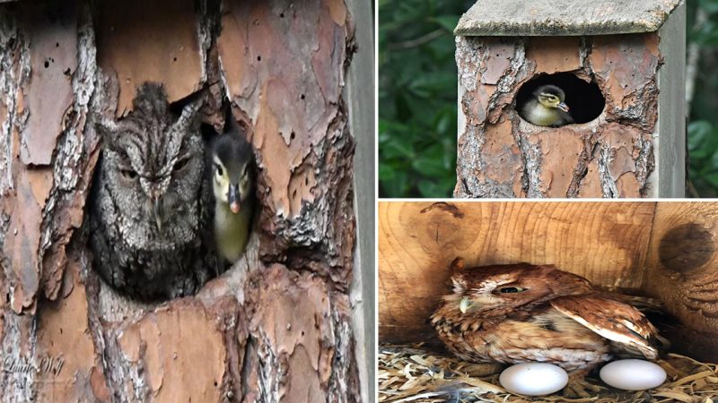 This Owl Hatched A Duckling As Its Own And Here’s How That’s Possible