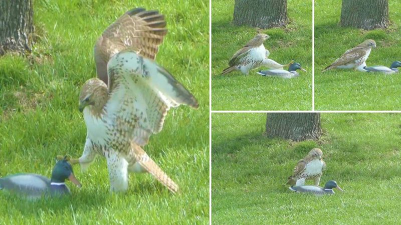 Hawk Doesn’t Get Why This ‘Duck’ Isn’t Afraid of Him