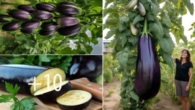 The Mysterious Domain of the Enormous Aubergine – Decoding Nature’s Illogical Marvels