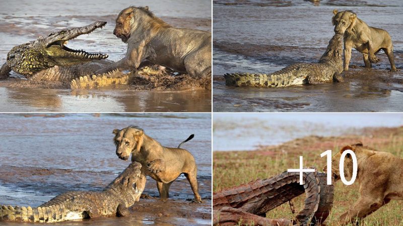 Lions vs crocodile: Who will win epic battle in the muddy shallows of a Kenyan river?