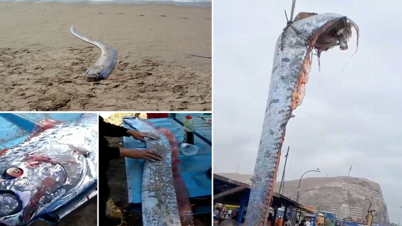 Mysterious Giant Oarfish Resurfaces, Igniting Superstitious Fears Once Again