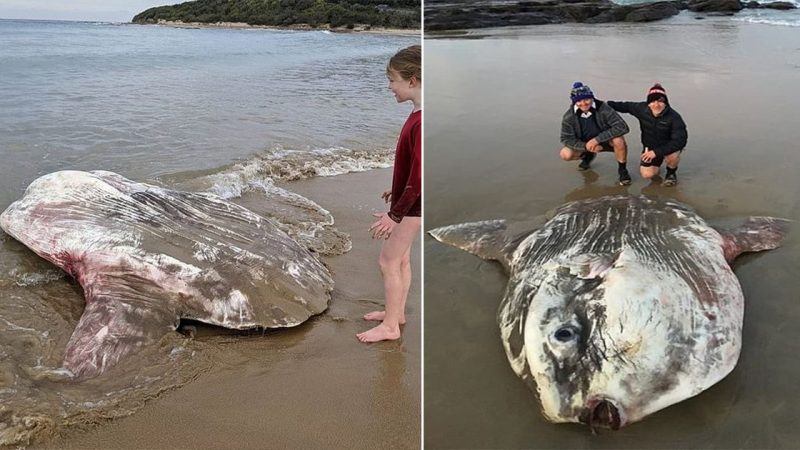 Baffling Encounter: Gigantic 6ft ‘Alien Creature’ Perplexes Beachgoers After Washing Ashore