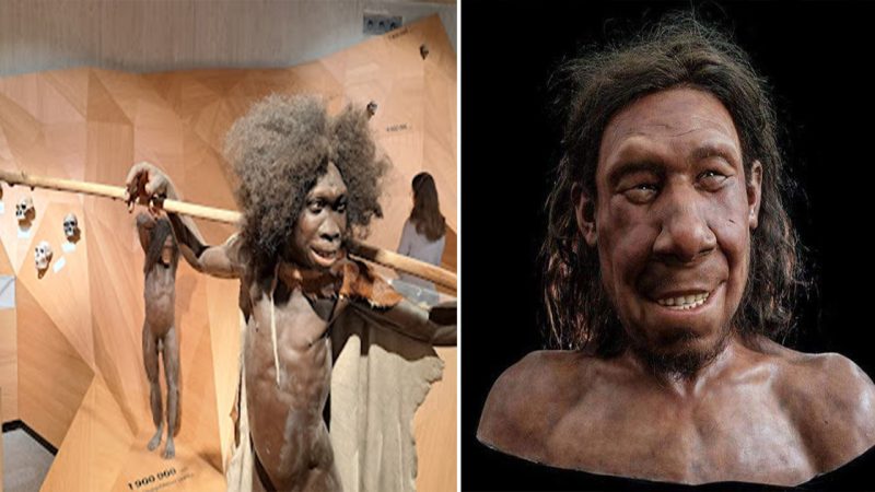 The reconstruction of the face of a young Neanderthal man from bones gathered on a beach in the Netherlands. He lived in Europe between 50,000 and 70,000 years ago.