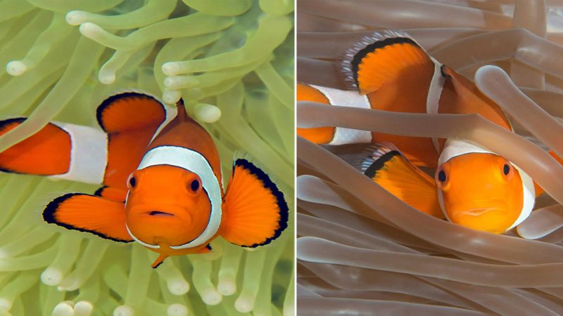 Dive into the enchanting world of Ocellaris Clownfish!