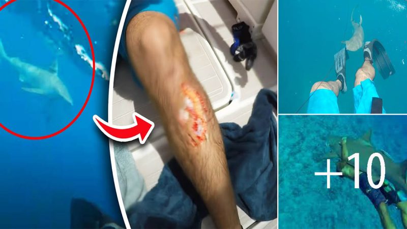 Skipper Dubbed ‘Shark Rider’ Bitten Off Australian Coast After Provoking Shark