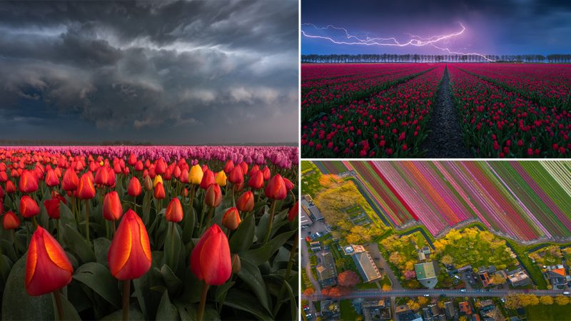 Exploring the Enchanting Tulip Fields in the Netherlands