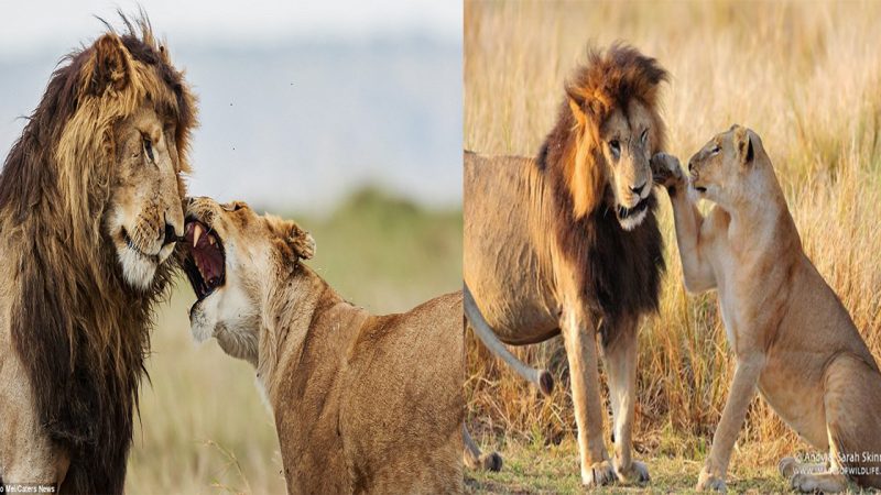 No pride: Hilarious photos show lion appearing to take it on the chin during a lover’s tiff that would leave any man scared