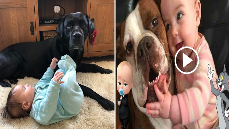 The way two loyal and devoted dogs take care and protect a 1-year-old baby when his mother is away has touched millions of people