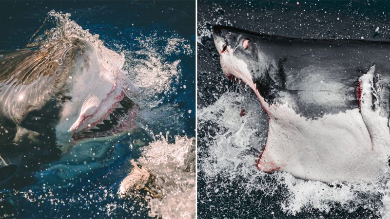 The moment captured in thrilling photos: The giant shark tries to jump over the diver’s cage.