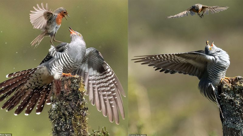 No more cuckoo in the nest! Dramatic pictures show a fearless robin taking on much larger bird