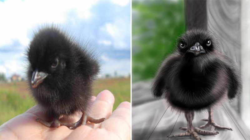 Unexpectedly Cute: Adorable Baby Crows That Will Melt Your Heart