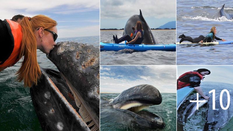 Surfers Astonished as Humpback Whale Surfaces Mere Feet Away