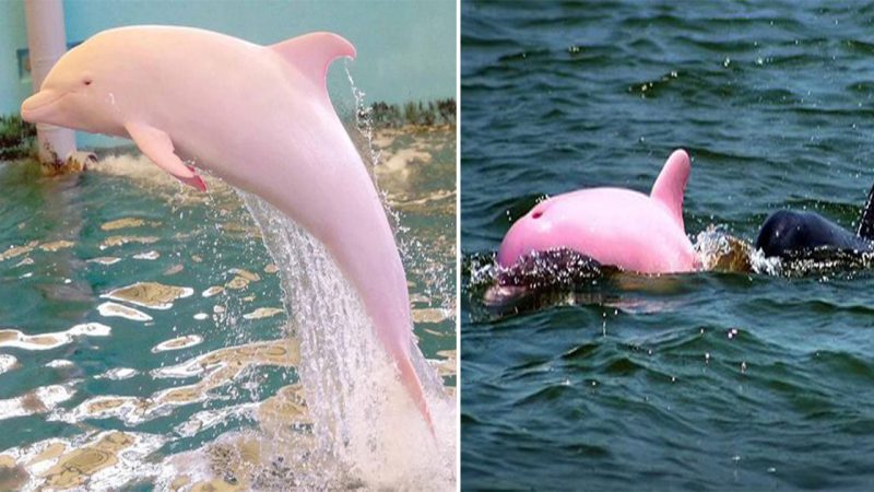 Pink Dolphins can be found in several places around the world.