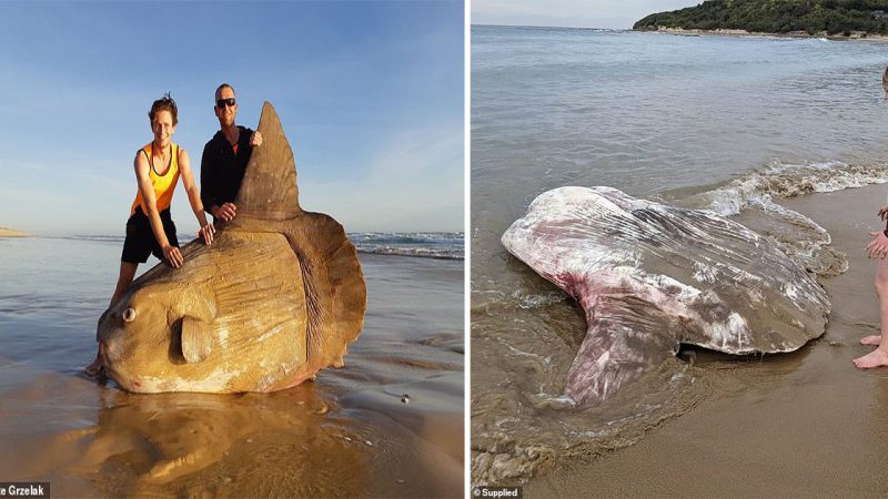 ‘Looks like an alien!’ Tourists are left stunned as one of the world’s biggest and rarest sea creatures washes up on an Australian beach